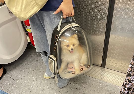 Cane nel trasportino a Seoul - foto Blue Lama