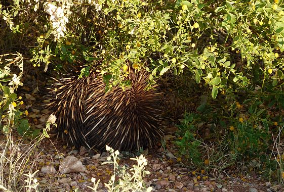 Echidna - foto Alberta Canepa