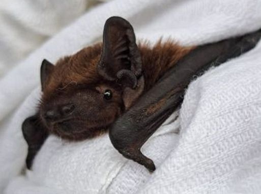 Il pipistrello Ugo, un esemplare di nottola minore